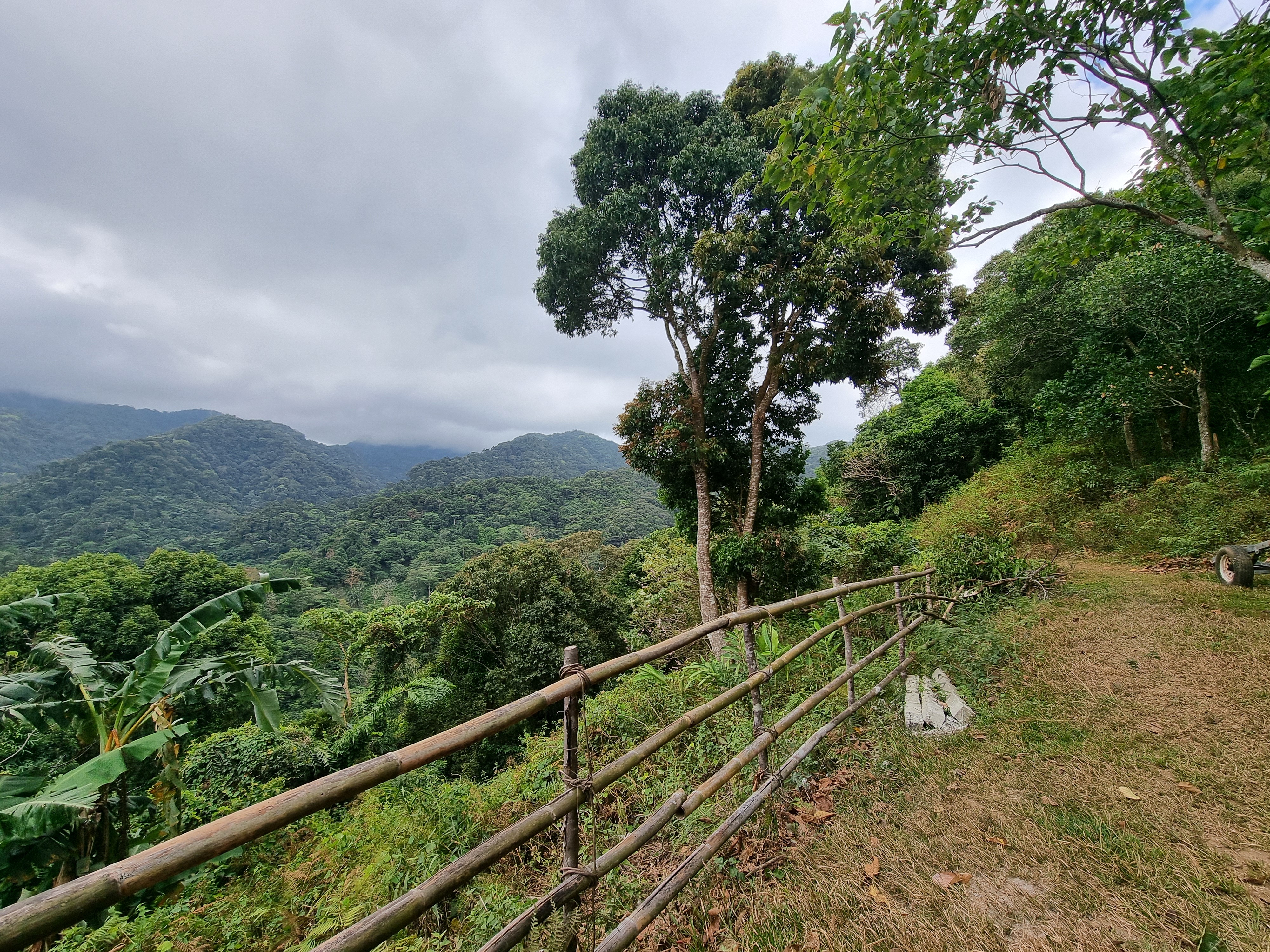 Jungle scenery in Bataan