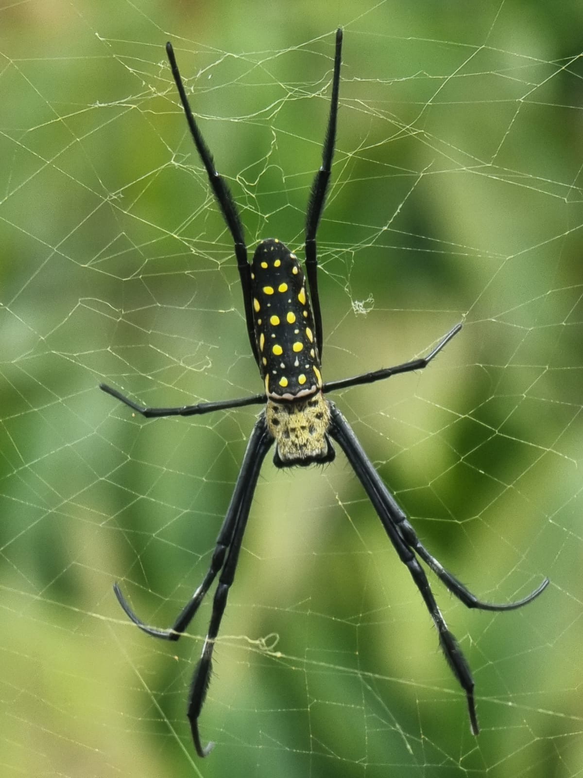 Golden Orb Weaver spider